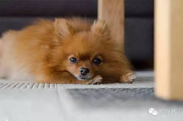 狗狗到底能不能吃蛋清,狗狗到底能不能吃咸的