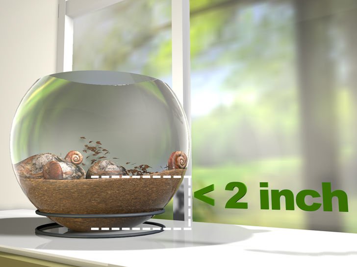 在家养蜗牛怎么养,如何养白玉蜗牛宠物