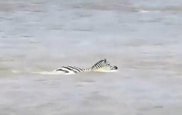 鳄鱼咬破蟒蛇的肚子,斑马被鳄鱼狠咬肚子后逃脱