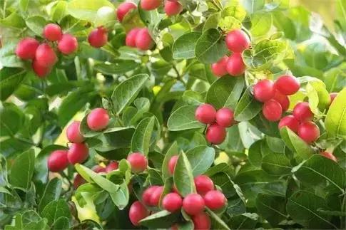 吃过这五种水果是土豪,这些水果吃过一半以上的全是土豪