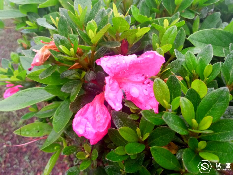 金立天鉴w909,金立天鉴w909主题