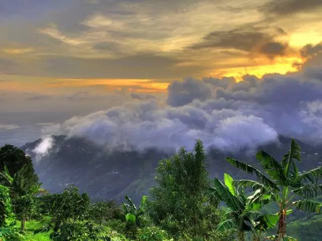 安迪的绿山咖啡,安迪送邱莹莹绿山咖啡