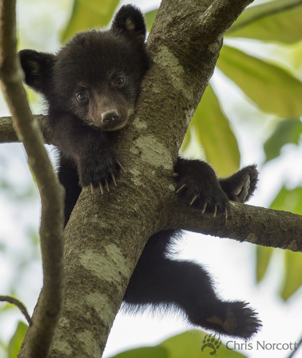 食物匮乏母豹抛弃幼崽,食物短缺被饿死的幼崽