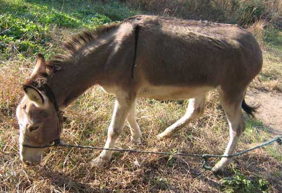 驴的养殖环境条件,驴的养殖与价值