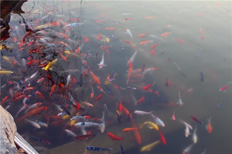 邢襄古镇与兴台古镇哪个好,兴台古镇一日游攻略