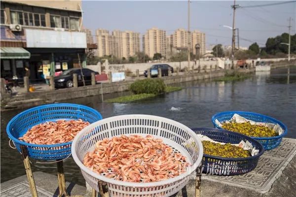 鄞州区姜山老街,姜山古街历史