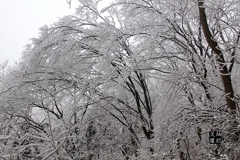 赏雪何须去北国,赏雪不用去远方