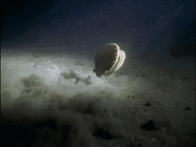 3亿扇贝死亡完整版,獐子岛扇贝事件引发的财务思考