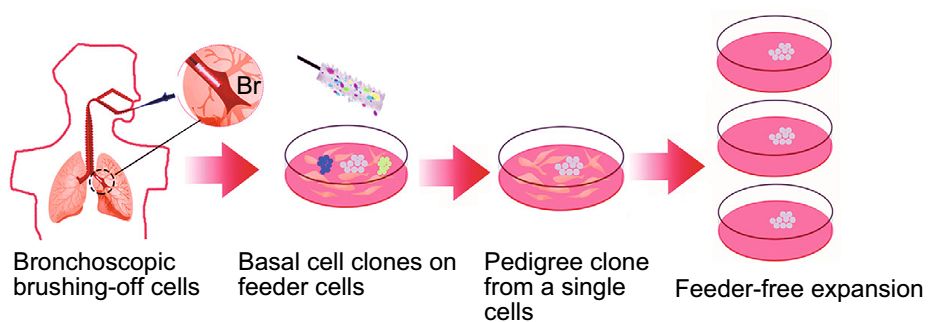 人类干细胞重造动物器官,人类首次肺脏再生是哪一年
