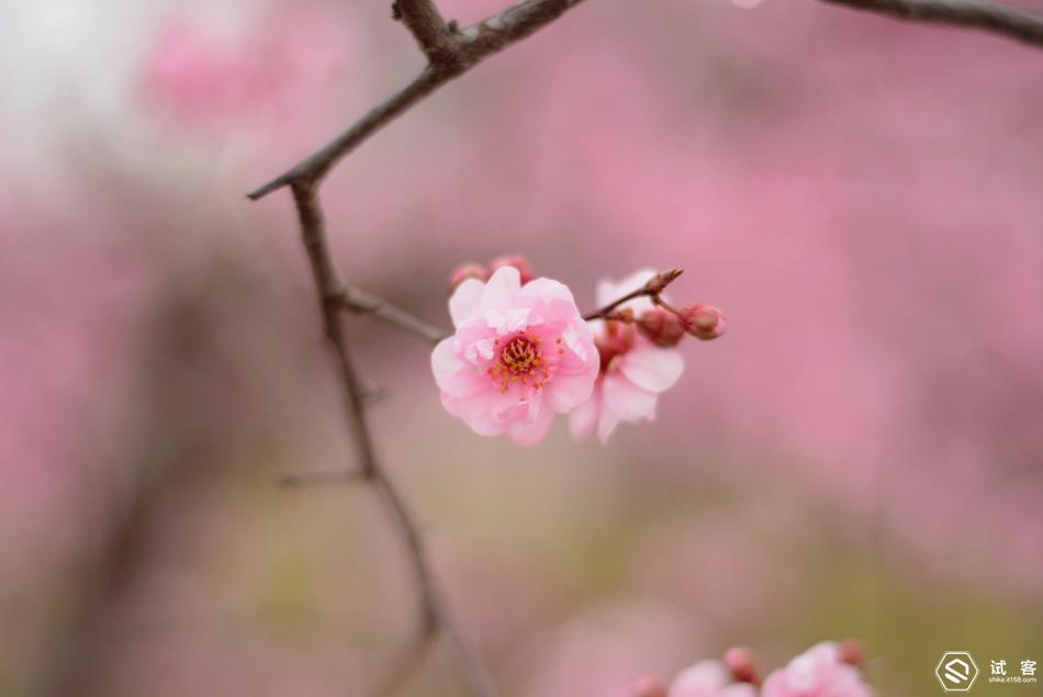 卓美超薄可调星光镜,卓美超薄偏光镜