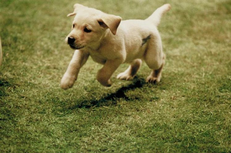 太原打死金毛事件的处理结果,长沙打死金毛事件