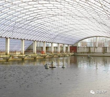 罗非鱼最低温度多少度才能过冬,罗非鱼在气温几度以下会冻死