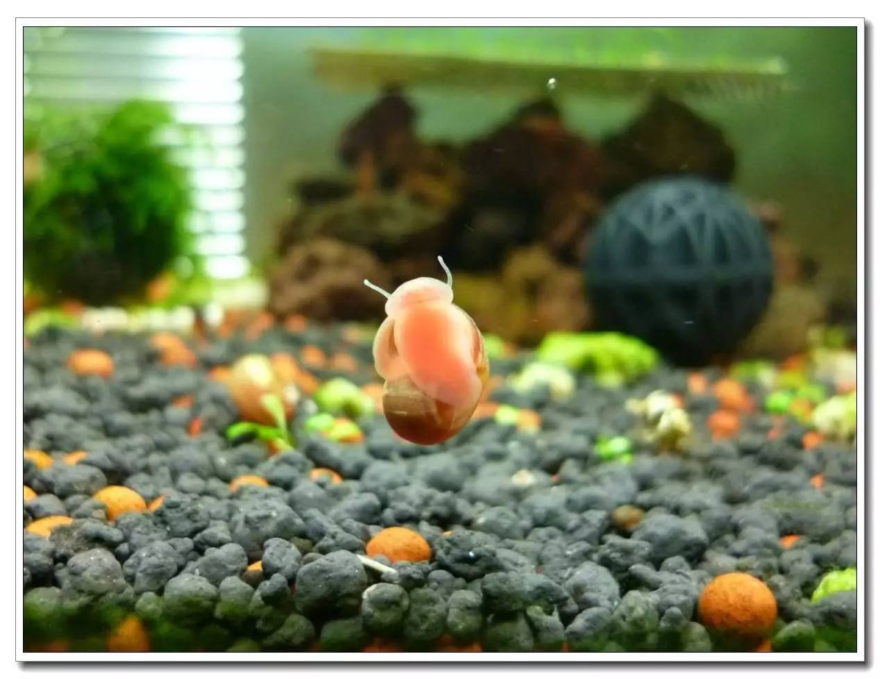 水族螺养殖方法,水族养殖教学