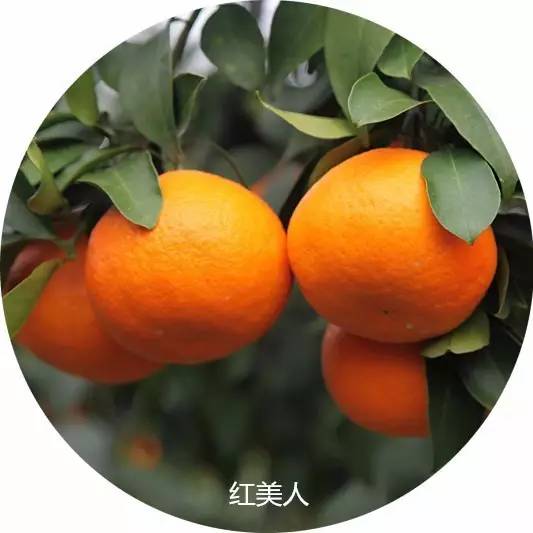 鏄ヨ鍜屾槑鏃ヨ鍜屾矁鏌戝摢涓洿濂藉悆,鏌戞鍥涘ぇ缇庝汉