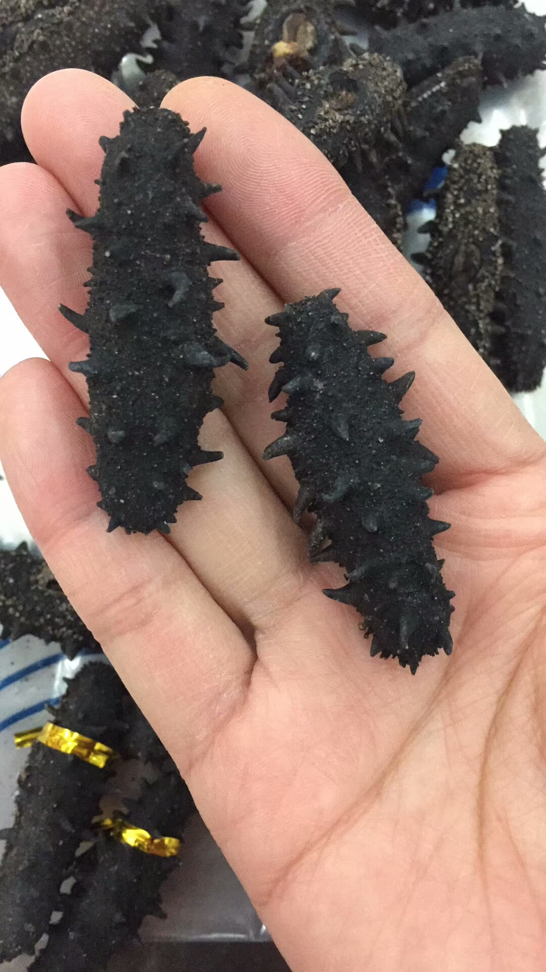 野生海参和养殖海参的营养区别,海参不是真正的海参