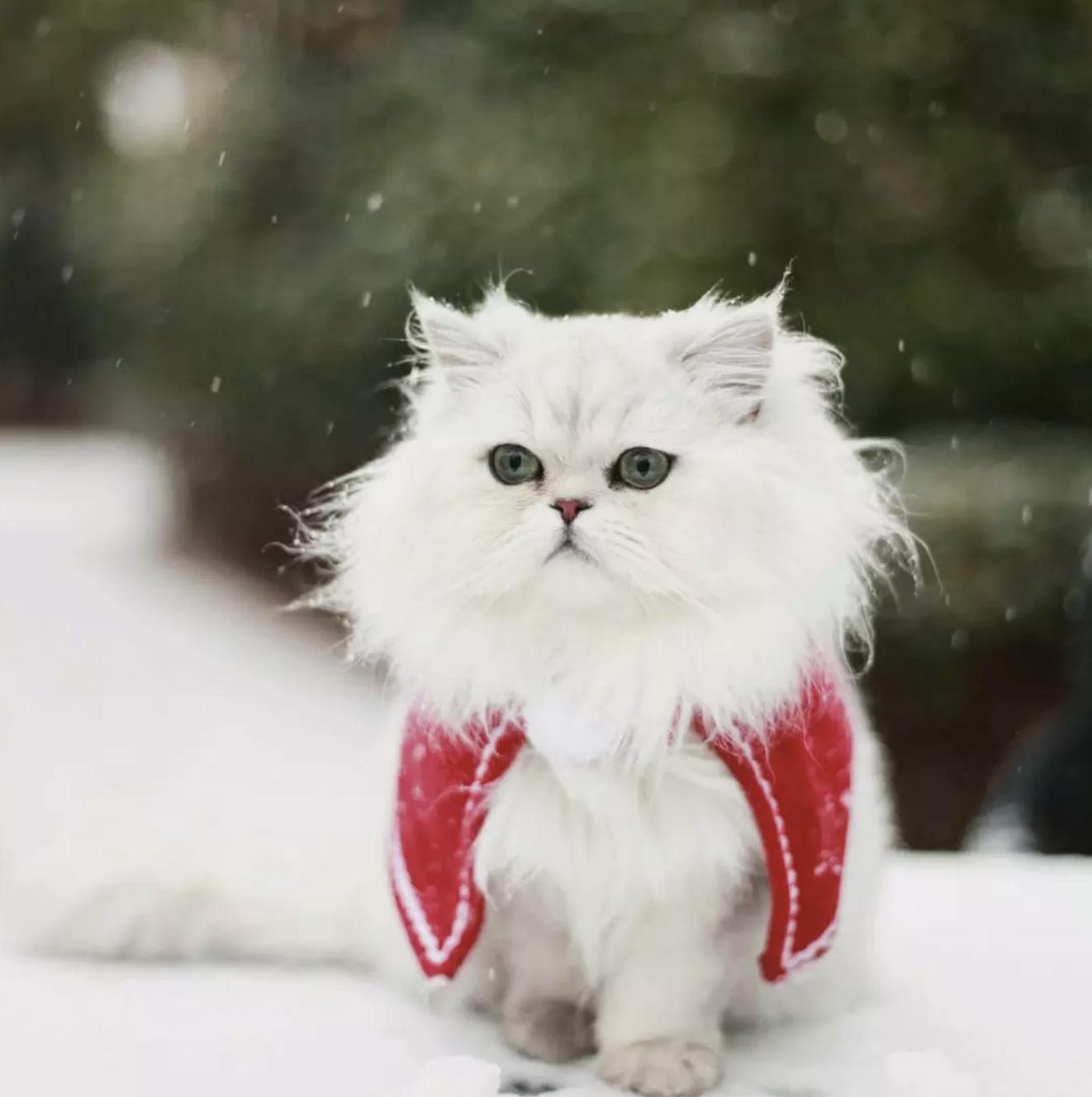 狗和猫的不同点有哪些,狗和猫在雪中的脚印有什么区别