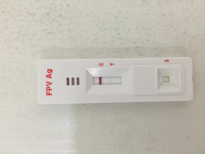 猫咪猫瘟是怎样的,猫咪知识科普不露脸
