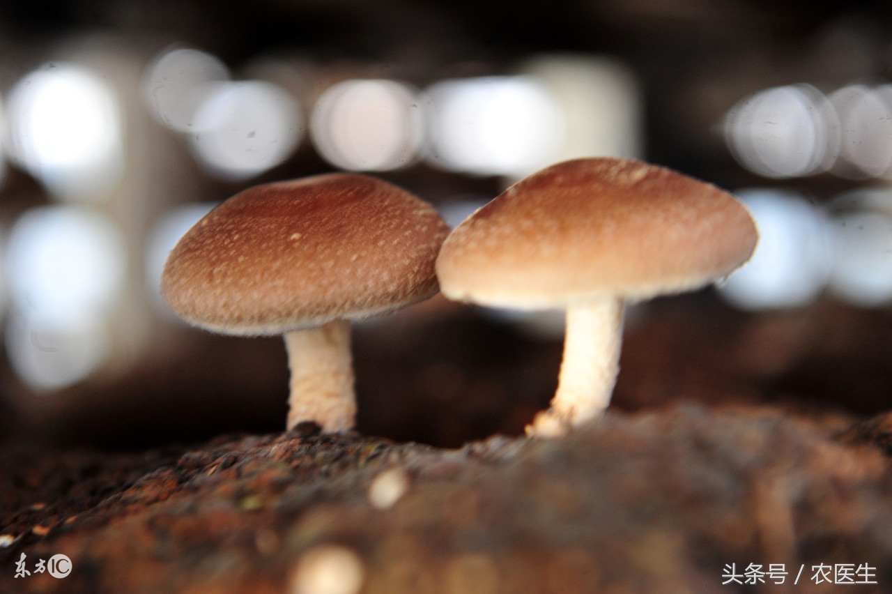 香菇种植有哪些病虫害,香菇的种植技术和病虫害