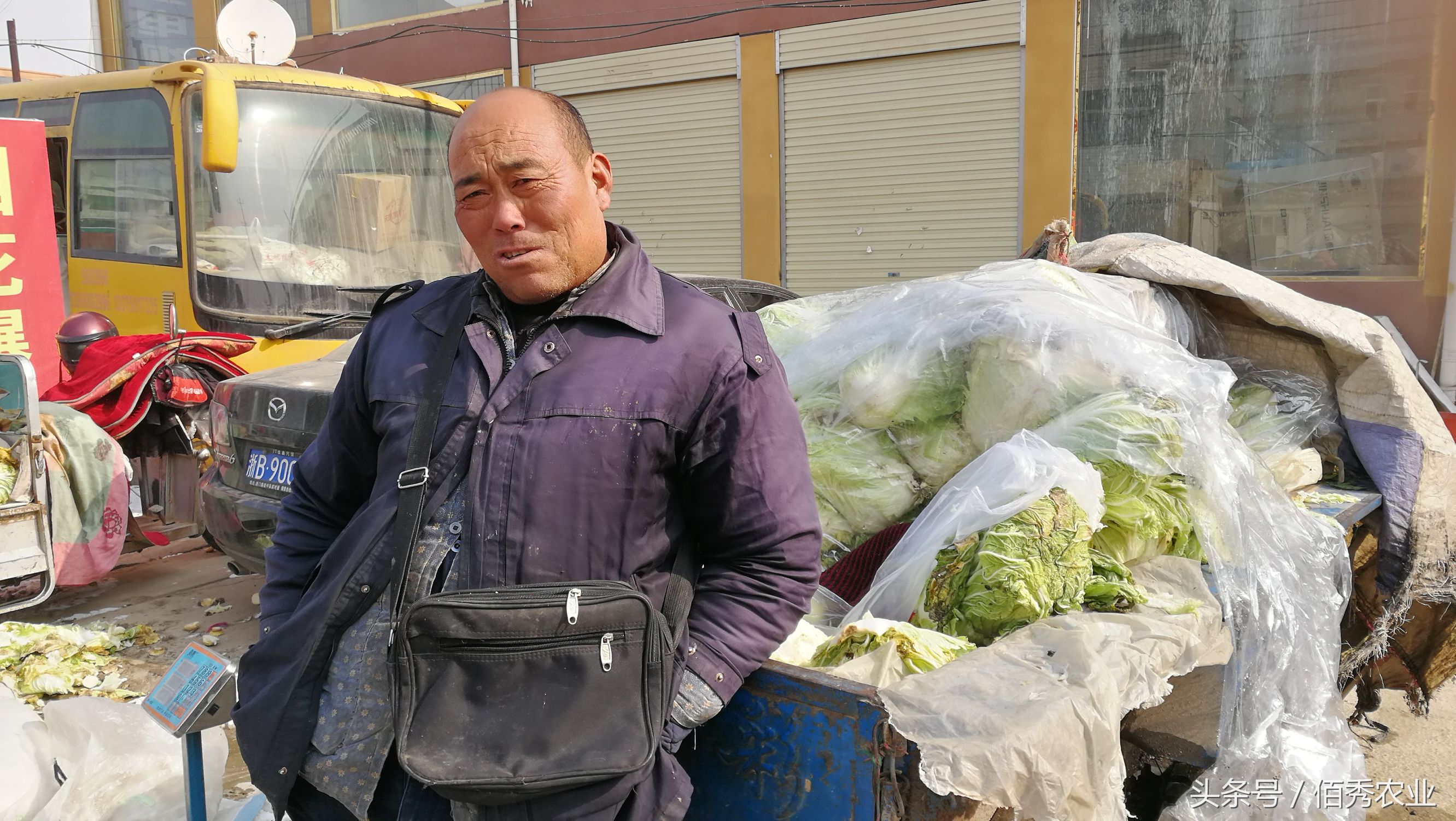 农村人种了10亩大白菜，零卖5毛钱一斤，还有人说卖贵了！