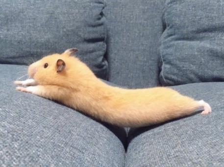 关于仓鼠最可爱的照片大全,仓鼠图片大全可爱萌图