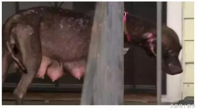 狗妈妈涨奶求助,狗妈妈涨奶最后烂了怎么办