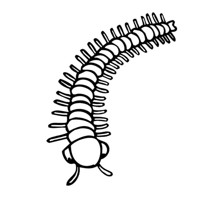 描写蜈蚣的说明文,关于蜈蚣的说明文