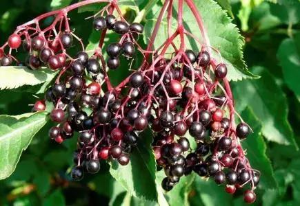 儿童止咳药进口药,都是进口药品为什么差价那么大