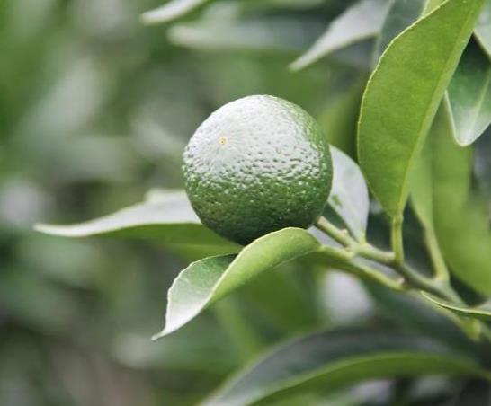 小青柑适合什么样的人群喝,小青柑的正当季喝法