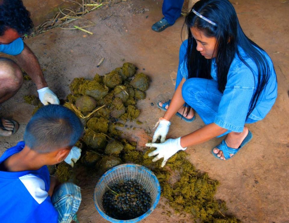 象屎咖啡的价目表,象屎多少钱一斤