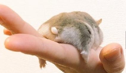 关于仓鼠最可爱的照片大全,仓鼠图片大全可爱萌图