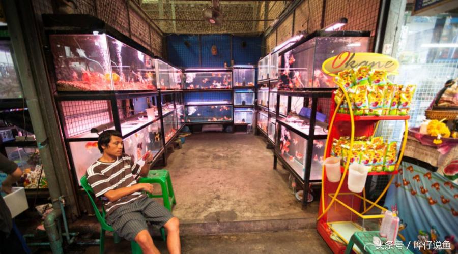 《告水族行业从业人员书》——奇妙的水族店，猥琐的水族店