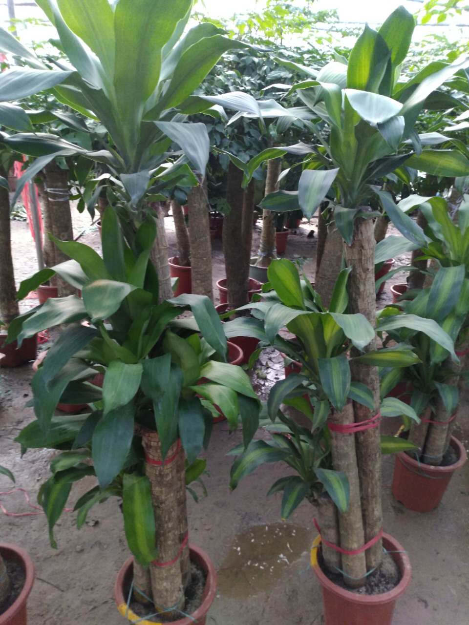 盆栽柱状金心巴西铁树规范化种植,金心巴西铁树养殖方法与技巧