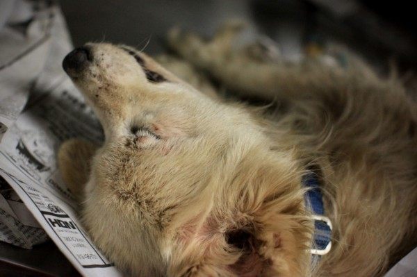 如果发生这3种情况，你的狗子可能不得不被安乐死，你能接受么？