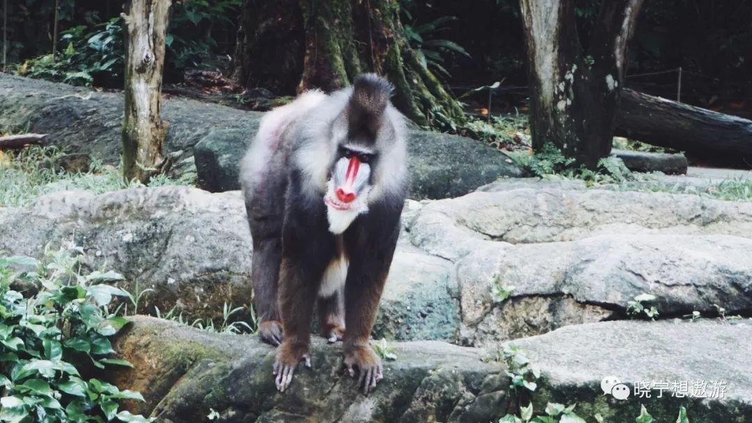 新加坡攻略及所带物品,新加坡攻略游戏