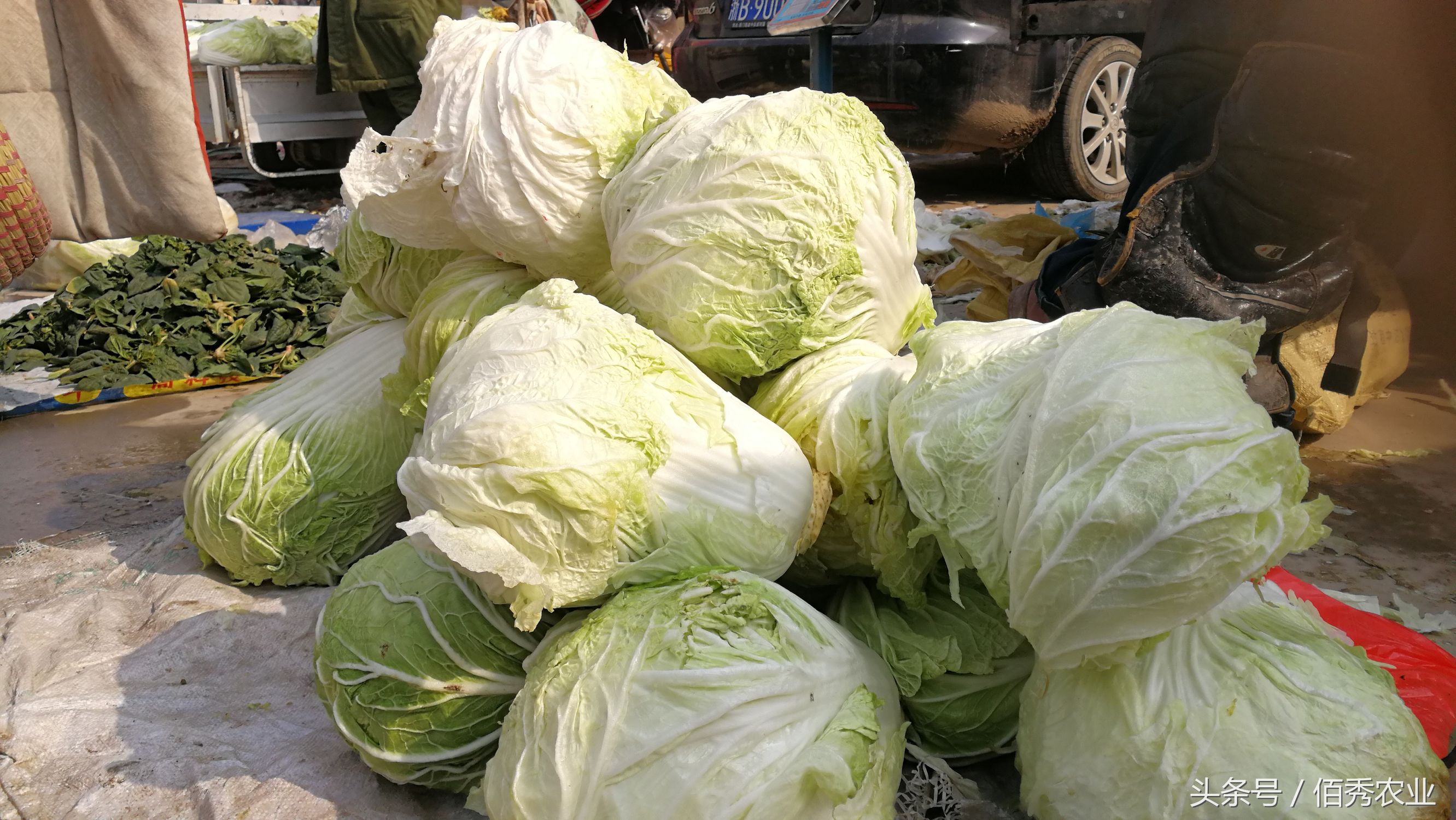 农村人种了10亩大白菜，零卖5毛钱一斤，还有人说卖贵了！