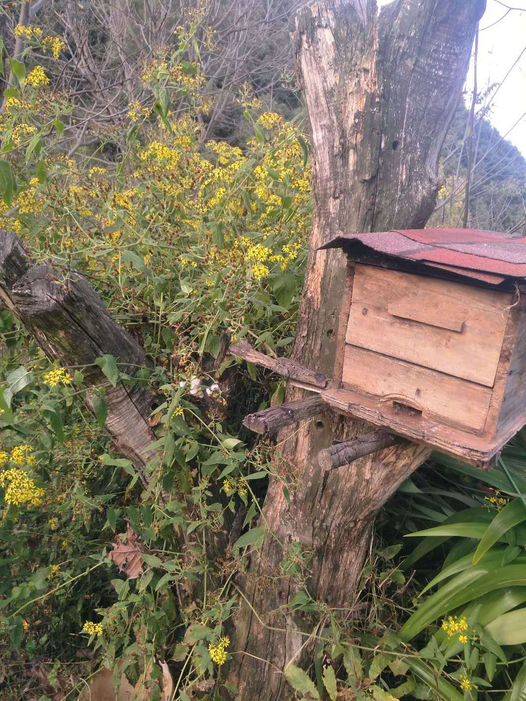 特级蜂蜜精华,冬宝蜂蜜纯天然正宗蜂蜜