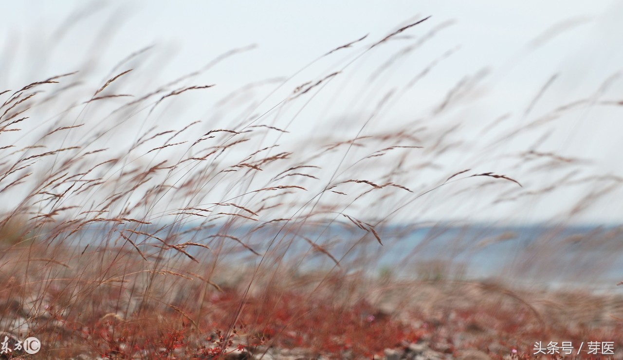 我们一起读完黄帝内经6,我们一起读黄帝内经146天