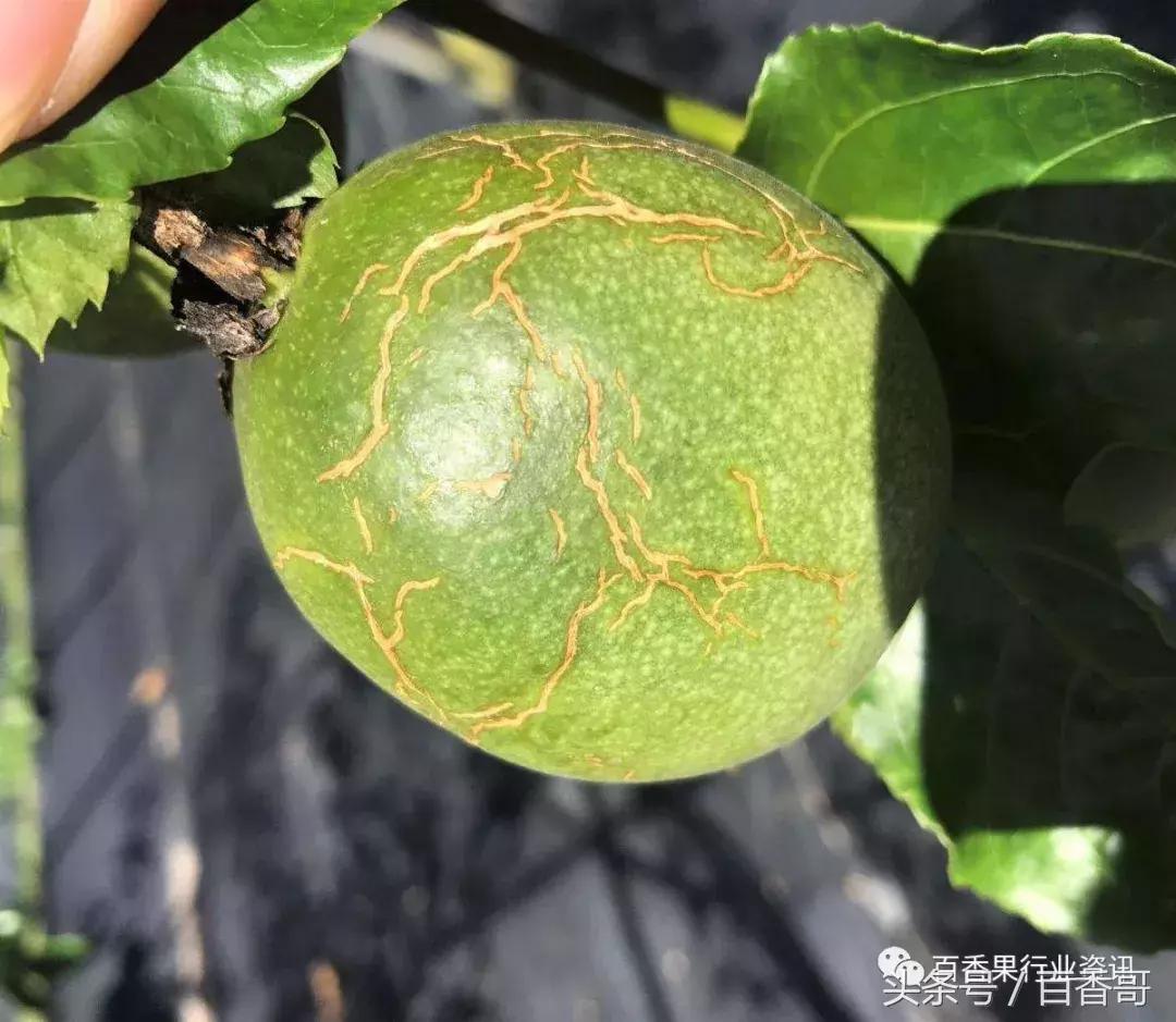 百香果肥料管理技术,百香果种植土壤ph值多少合适