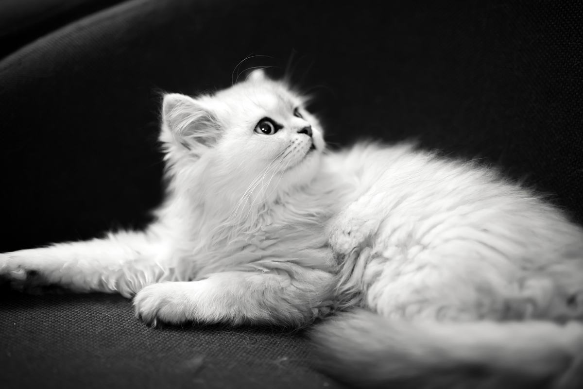 喵星人的3种类型,喵星人类型对照表