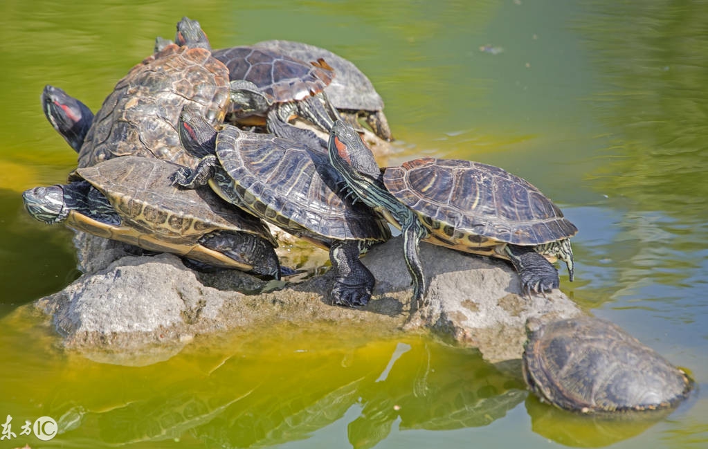爬宠合集,爬宠大作战视频