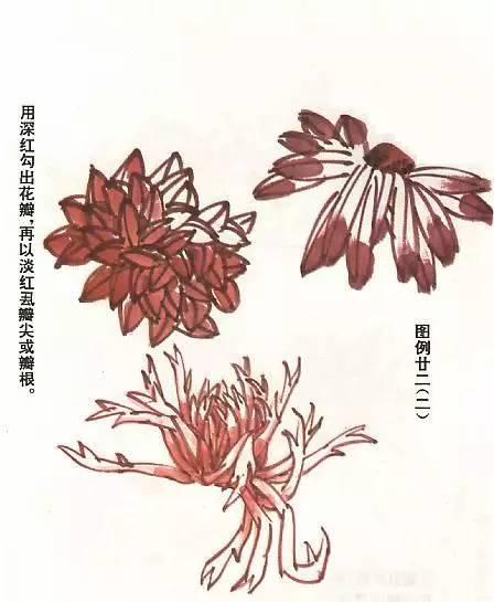 国画菊花画法教学视频,国画入门菊花的画法