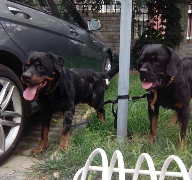 狗年将至！乱弹几则人与狗，跳跃发散型思维叙事，与君同游同乐！