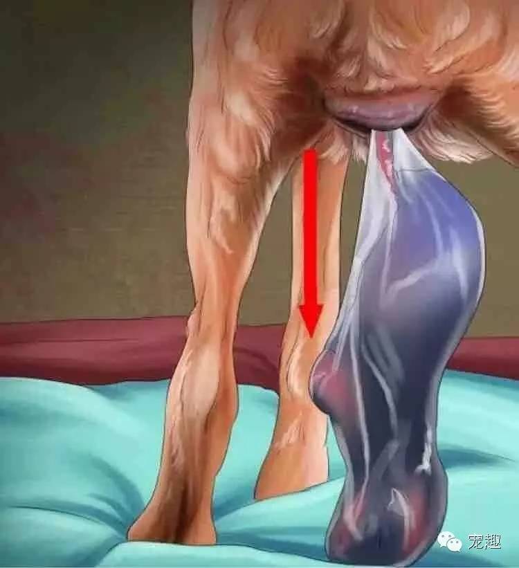 健康|狗妈妈生宝宝～产前、产后护理指导