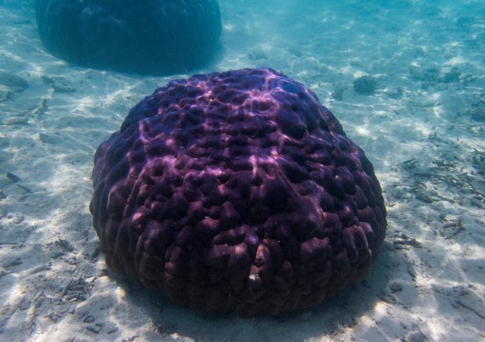 马尔代夫蓝色美人蕉岛,马尔代夫蓝色美人蕉旅游攻略