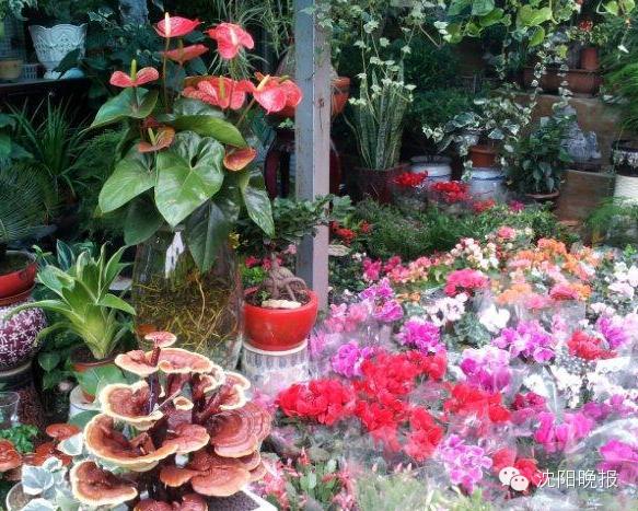 一位老沈阳人在沈阳几十年的精心总结，逛街、就医......详细到令人发指！