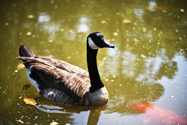 尼康d90加永诺50mmf1.8d怎么用,尼康50mm1.8g和永诺50mm1.8