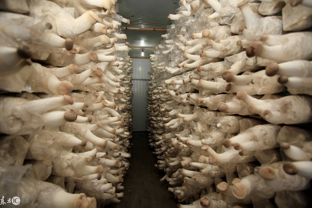 在农村怎样才可以赚到钱?新的一年想发家致富?这些会帮到你!