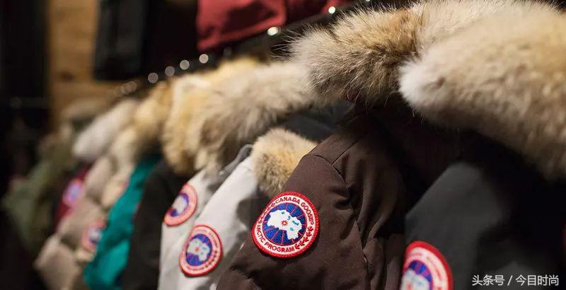 国内的鹅跟外国的鹅的区别,国内的鹅跟国外的鹅的区别