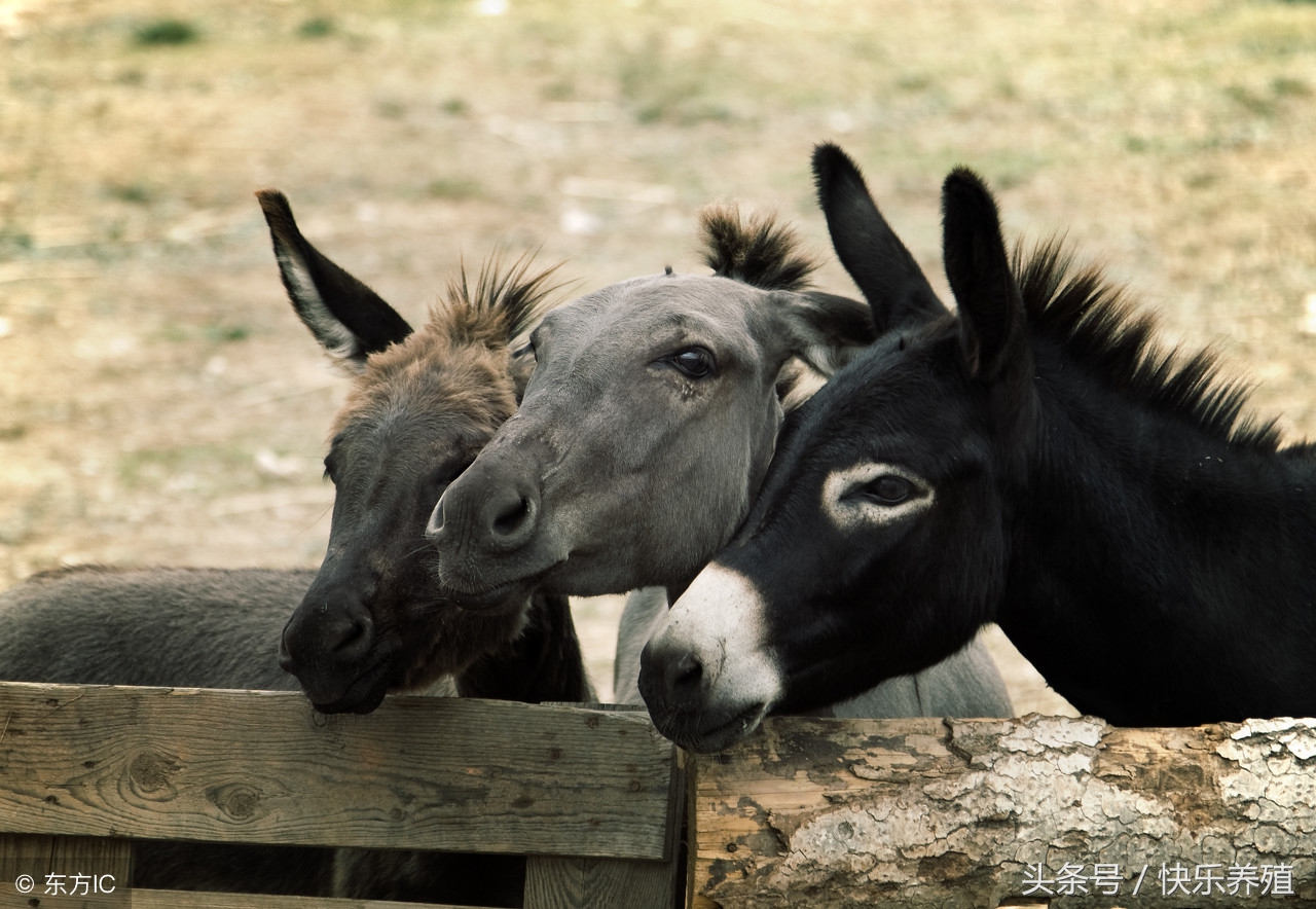 养驴怎样,养驴的正确方法和技巧