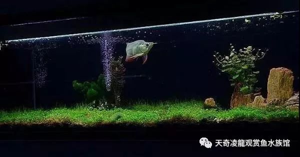 草缸龙鱼,龙鱼裸缸好还是草缸好